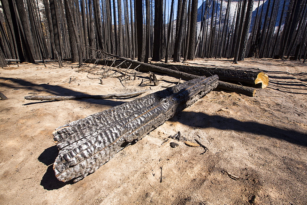 A forest fire destroys an area of forest in the Little Yosemite Valley in the Yosemite National Park, California, USA. Following four years of unprecedented drought, wildfires are becoming increasingly common. This fire was started by a lightening strike.