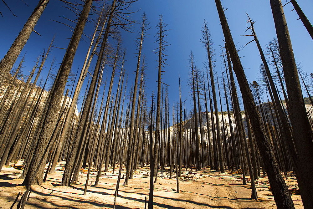 A forest fire destroys an area of forest in the Little Yosemite Valley in the Yosemite National Park, California, USA. Following four years of unprecedented drought, wildfires are becoming increasingly common. This fire was started by a lightening strike.