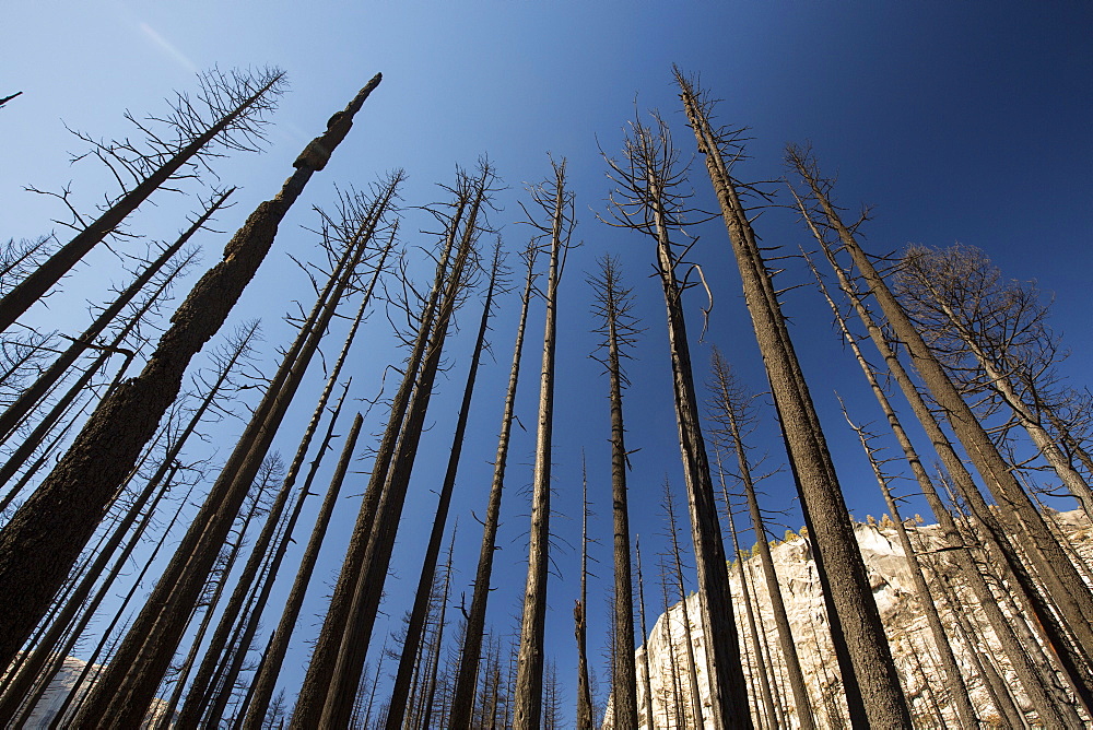 A forest fire destroys an area of forest in the Little Yosemite Valley in the Yosemite National Park, California, USA. Following four years of unprecedented drought, wildfires are becoming increasingly common. This fire was started by a lightening strike.