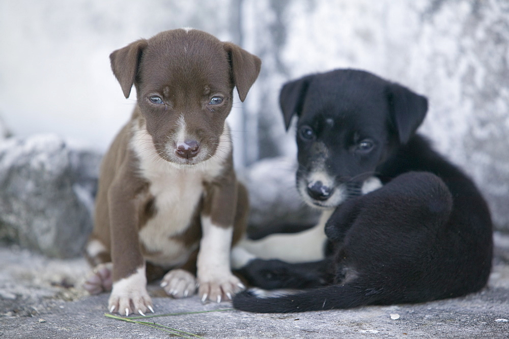 Feral puppies on Funafuti Atoll, Tuvalu, Pacific