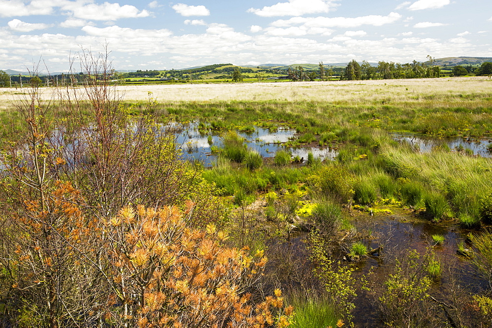 Foulshaw nature reserve, a lowland raised bog in South Cumbria, UK, planted by the forestry commission, years ago, it is now being restored to its former condition.