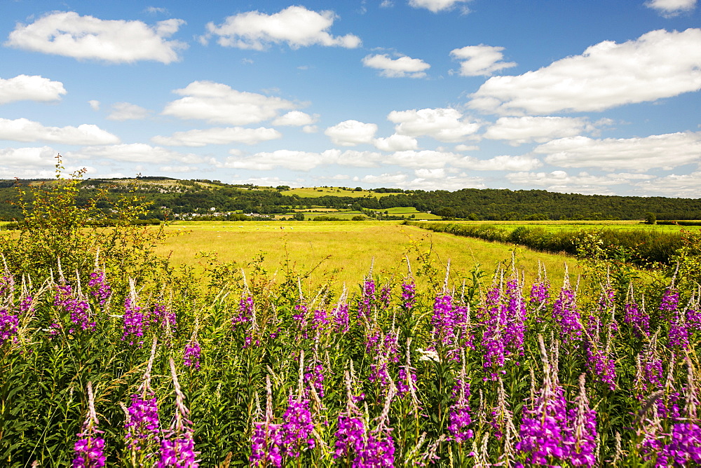 Rose Bay Willowherb, Chamerion angustifolium flowering in the Lyth Valley, Cumbria, UK.