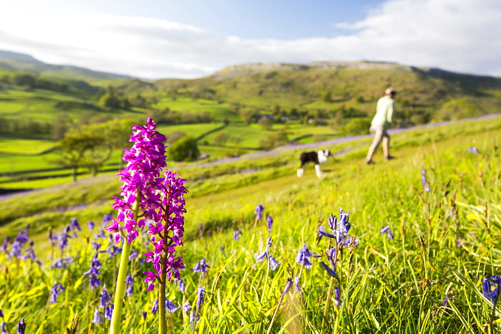 Bluebells and an Early Purple Orchid (Orchis mascula) above Austwick in the Yorkshire Dales, UK.