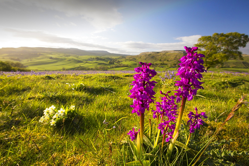 Bluebells, Primroses and an Early Purple Orchid (Orchis mascula) above Austwick in the Yorkshire Dales, UK.