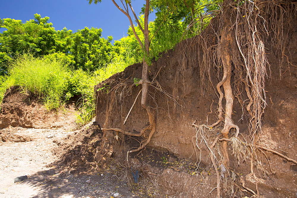 In mid January 2015, a three day period of excessive rain brought unprecedented floods to the small poor African country of Malawi. It displaced nearly quarter of a million people, devastated 64,000 hectares of land, and killed several hundred people. This shot shows tree roots exposed as the river bank was washed away near Chikwawa.