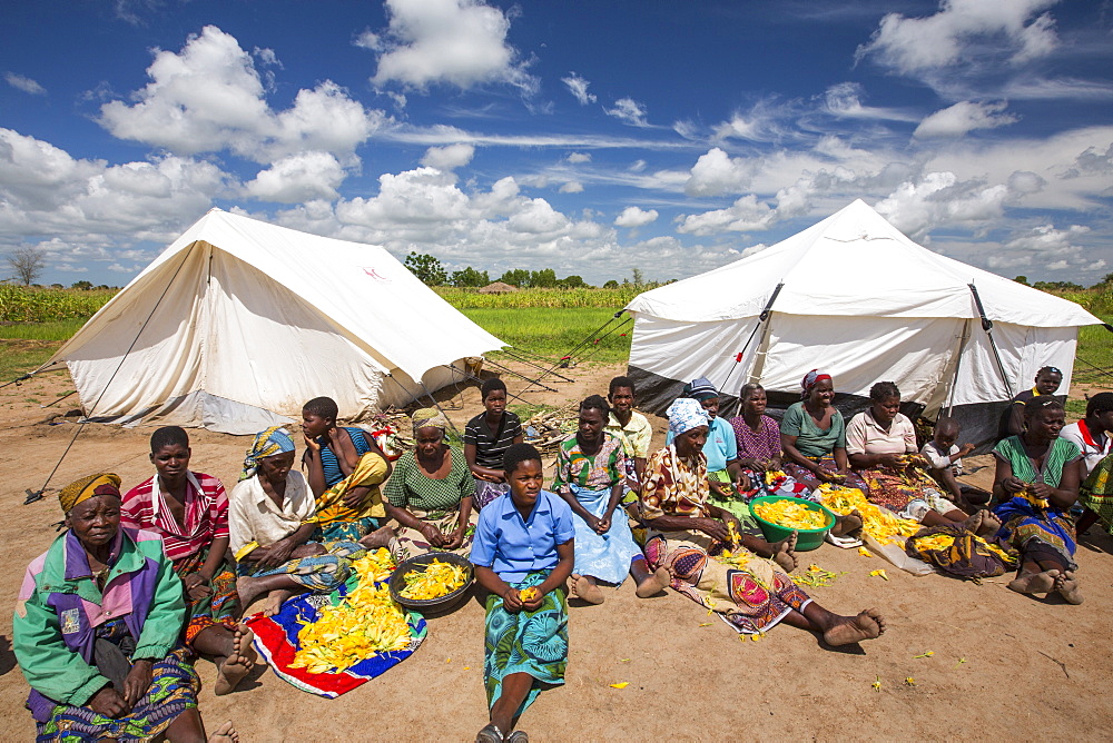 In mid January 2015, a three day period of excessive rain brought unprecedented floods to the small poor African country of Malawi. It displaced nearly quarter of a million people, devastated 64,000 hectares of land, and killed several hundred people. This shot shows displaced people in Baani refugee camp near Phalombe, preparing pumpkin flowers to eat.