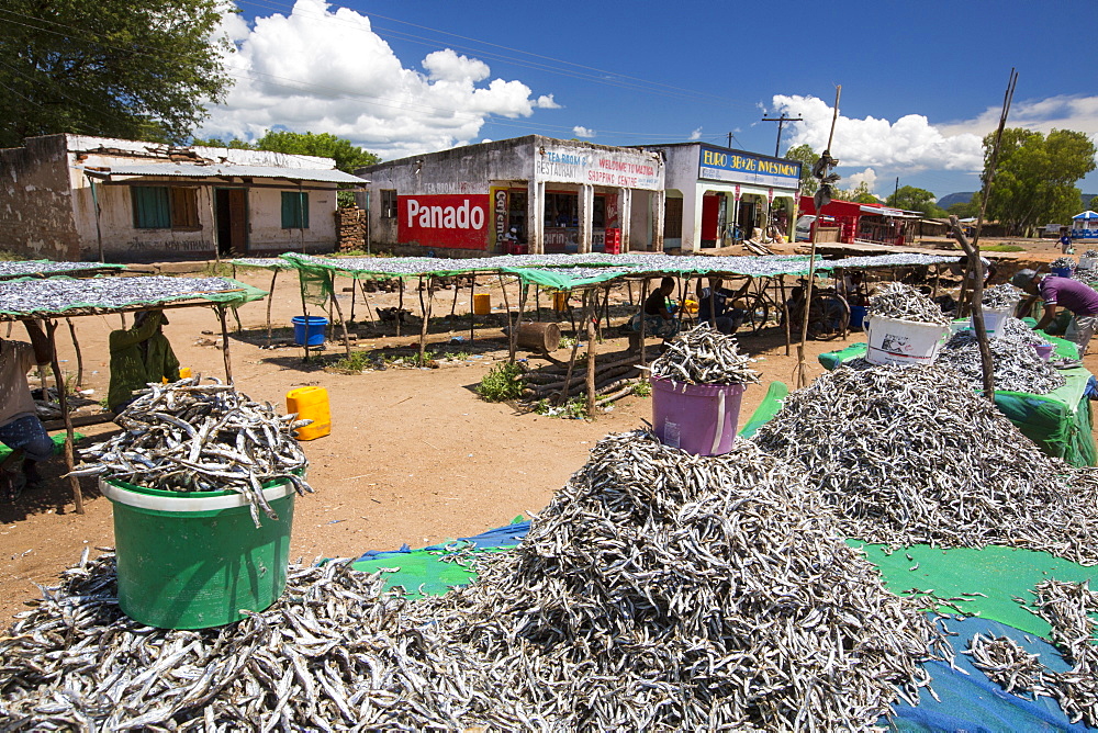 Fish caught in Lake Malawi, on drying racks at Cape Maclear, Malawi, Africa.