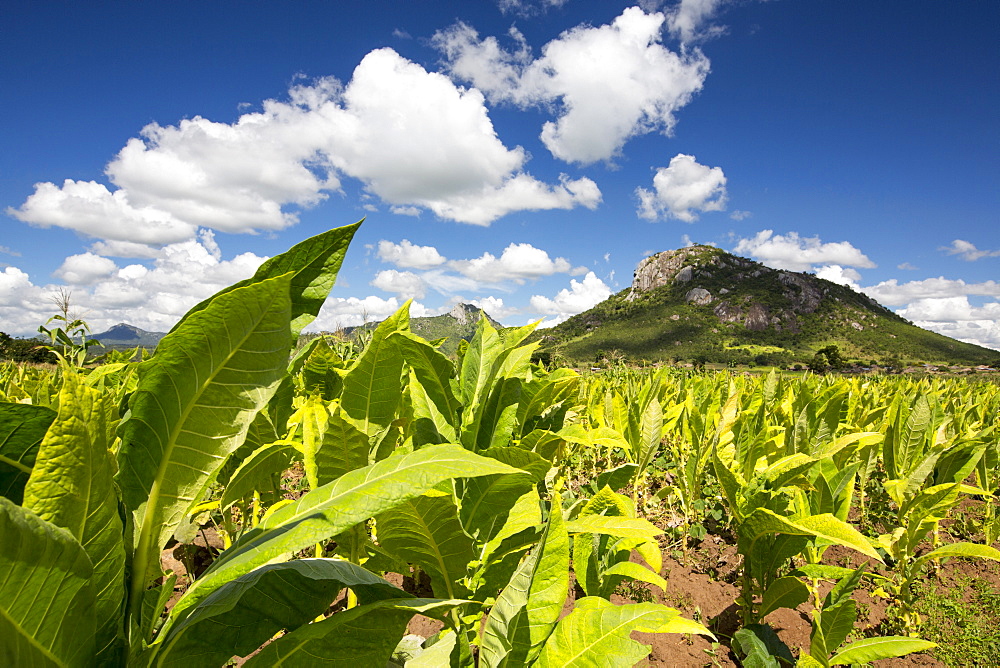 Tobacco being grown as a cash crop in Malawi, Africa.