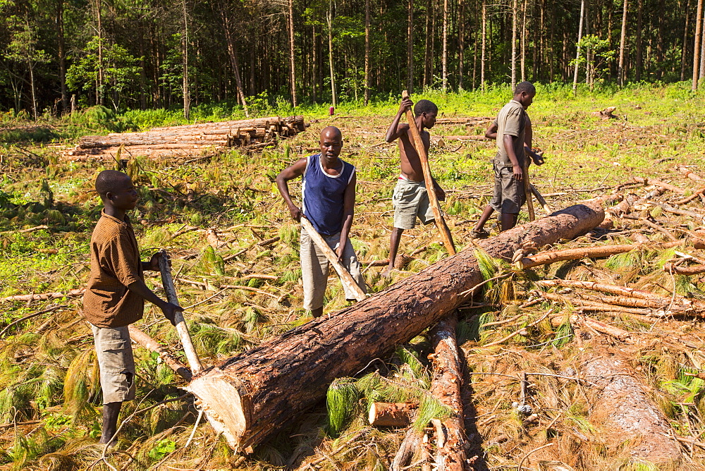 Malawi is one of the poorest countries in the world, it has been heavily deforested. The deforestation has been to clear land for an expanding population to have access to land to grow subsistence crops and also to make charcoal, which is the main cooking fuel in Malawi. This shot shows men working barefoot and moving massive tree trunks by hand in a logging camp on the Zomba Plateau.