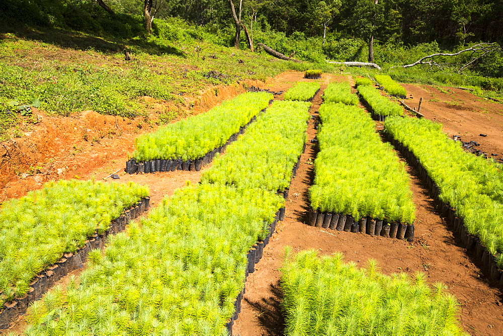 A tree nursery on the Zomba Plateau, Malawi, Africa.