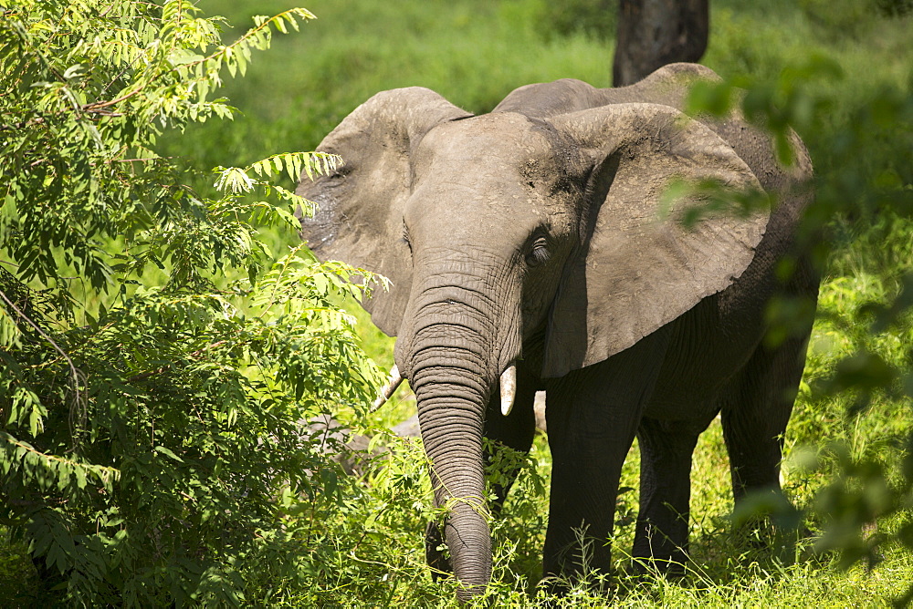 African Elephants in Majete Wildlife Reserve in the Shire Valley, Malawi.