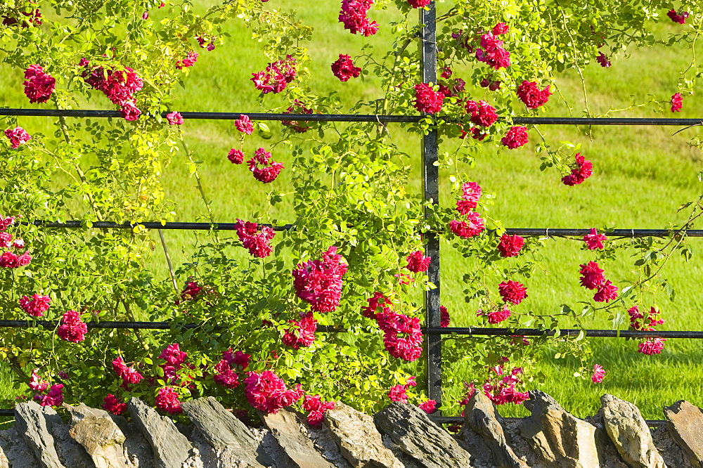 Red roses growing in Holehird Gardens, Windermere, Cumbria, England, United Kingdom, Europe