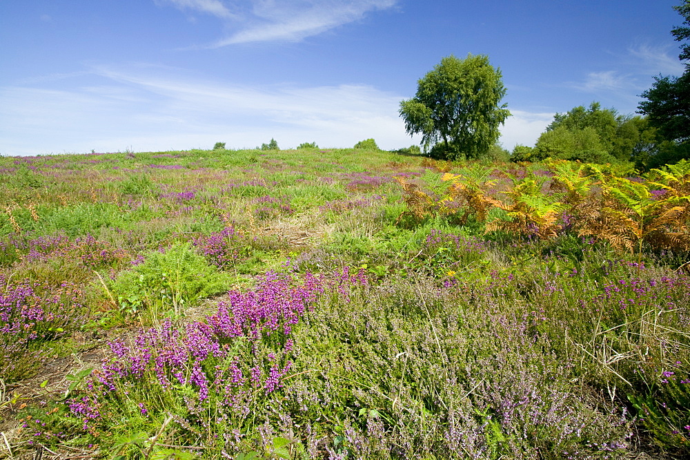 Salthouse Heath, a lowland heath, a threatened habitat, Norfolk, England, United Kingdom, Europe