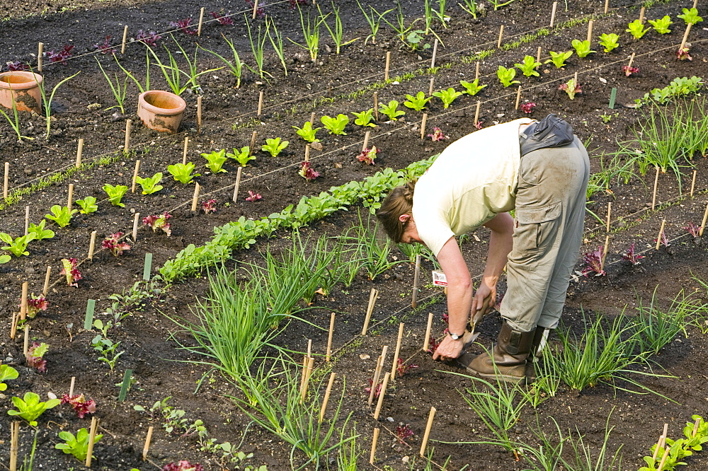 A vegetable bed at the Eden Project, St. Austell, Cornwall, England, United Kingdom, Europe