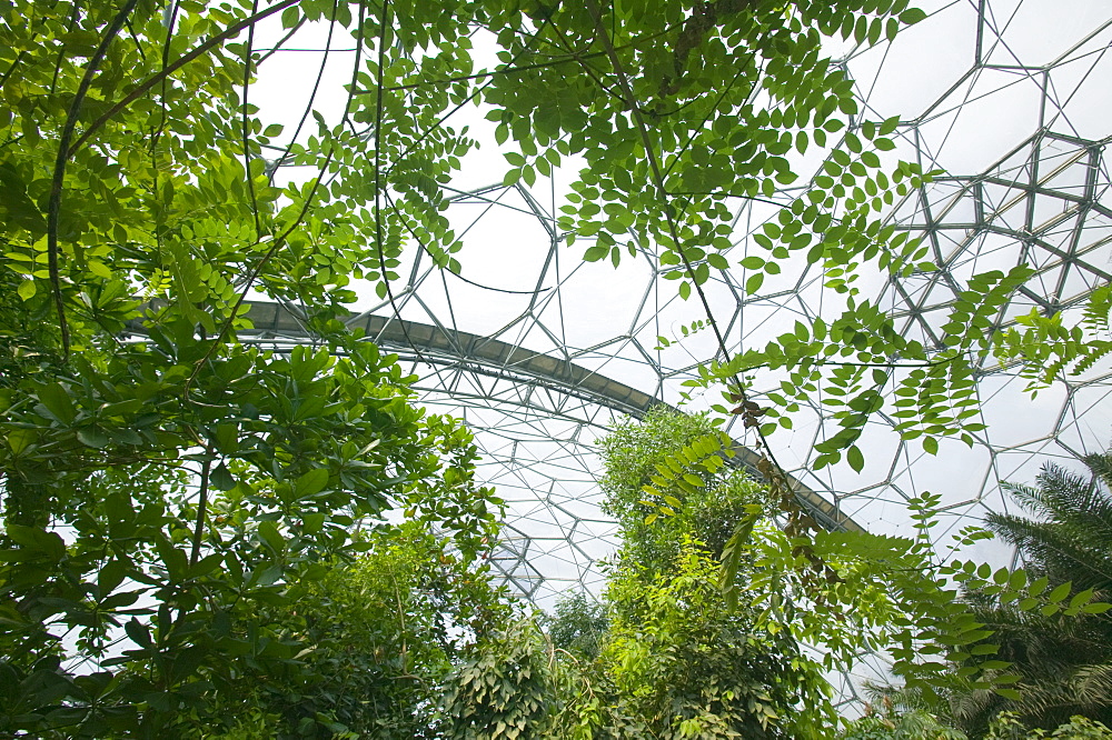 The tropical biome at the Eden Project, Cornwall, England, United Kingdom, Europe