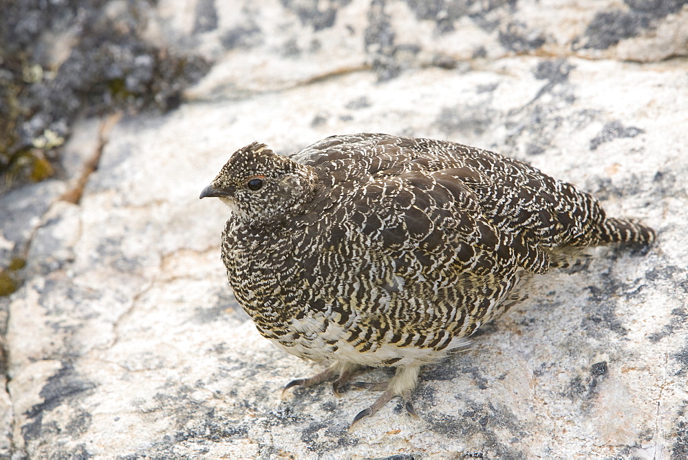 A female ptarmigan on the tundra near Camp Victor, west Greenland, Polar Regions