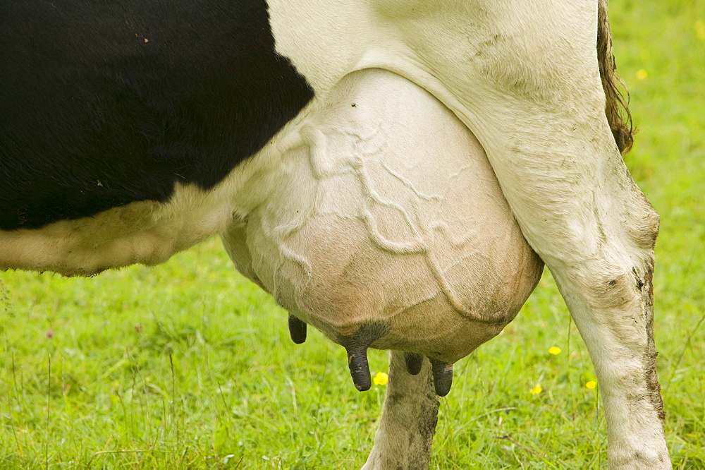 A dairy cow with a full udder, Tewkesbury, Gloucestershire, England, United Kingdom, Europe