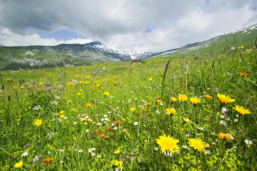 Alpine flowers in a mountain meadow above Flims, Graubunden, Switzerland, Europe