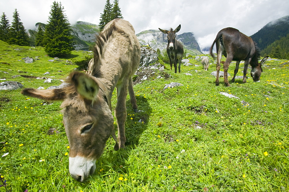 Donkeys in a pasture near Bargis, Switzerland, Europe