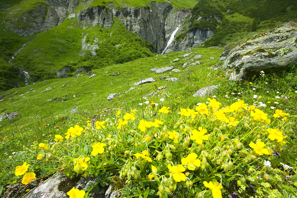 A high Alpine valley with wild flowers at Bargis, Switzerland, Europe