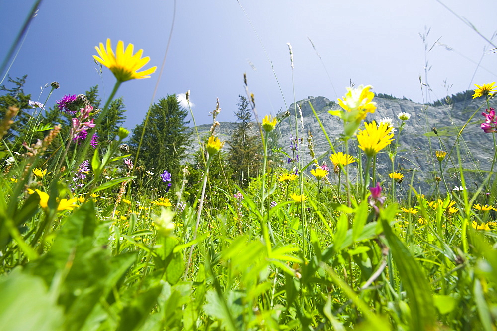 Alpine flowers in a mountain meadow above Flims, Graubunden, Switzerland, Europe