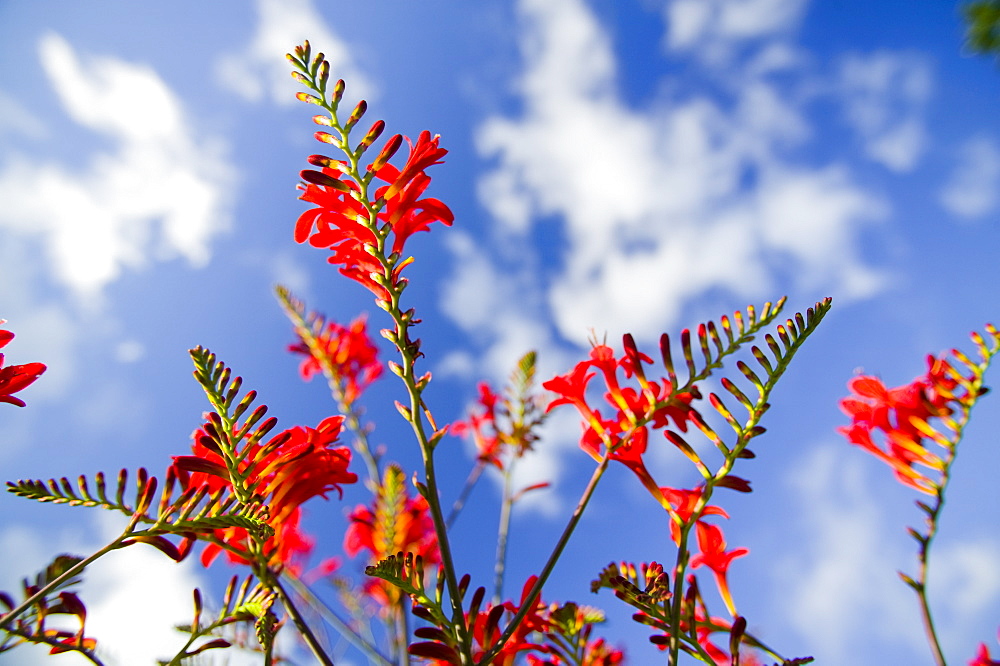 Crocosmia flowers, Holehird Garden, Cumbria, England, United Kingdom, Europe