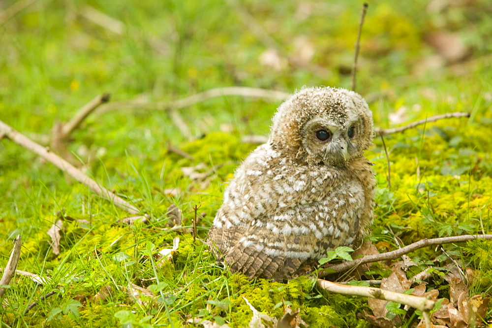 A young Tawny Owl Chick on a woodland floor, Ambleside, Cumbria, England, United Kingdom, Europe