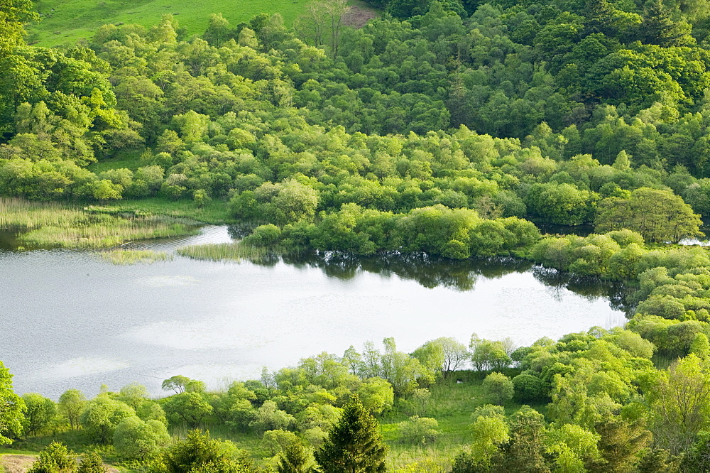 Rydal water in the Lake District National Park, Cumbria, England, United Kingdom, Europe