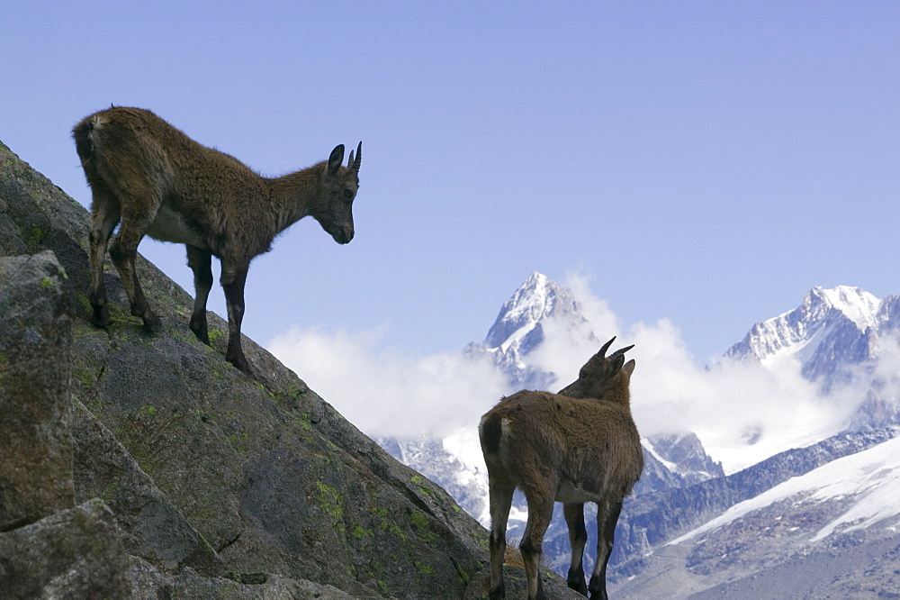 Ibex in the Aiguille Rouge National Park above Chamonix, Haute Savoie, France, Europe