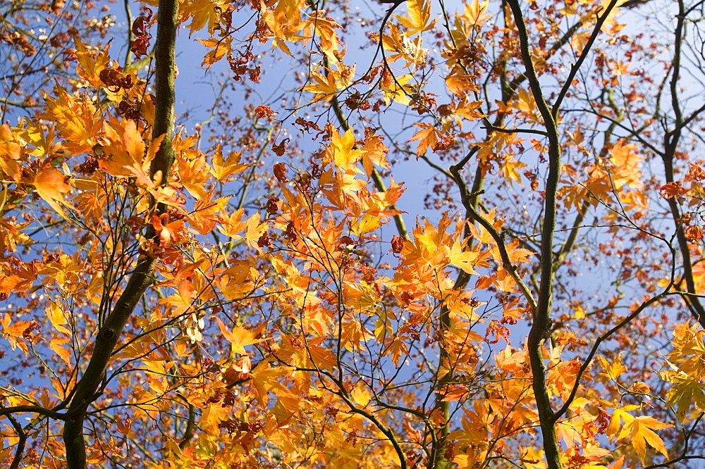 An acer shrub with autumn foliage