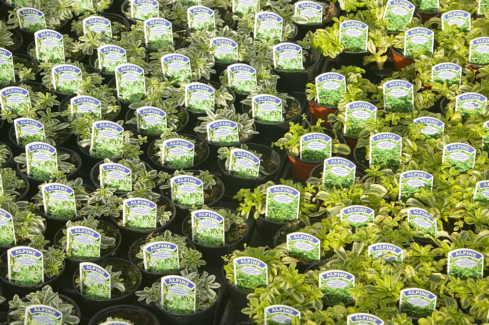 Alpine plants in a nursery, United Kingdom, Europe