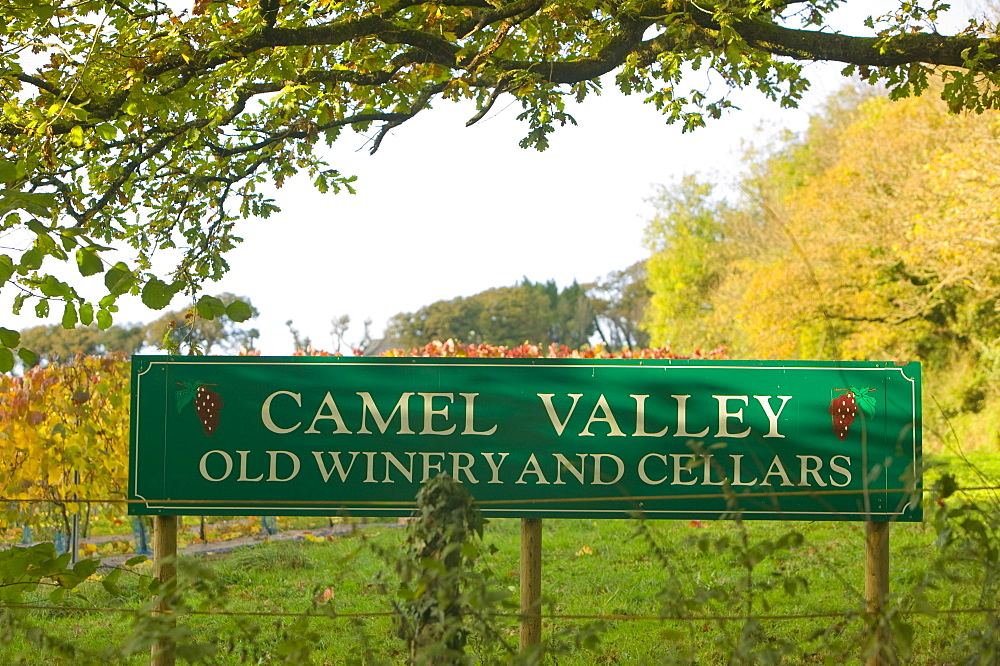 The Camel Valley Vineyard near Bodmin, Cornwall, England, United Kingdom, Europe