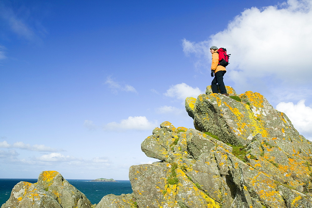 A woman walker on Gunver Head near Trevone, Cornwall, England, United Kingdom, Europe