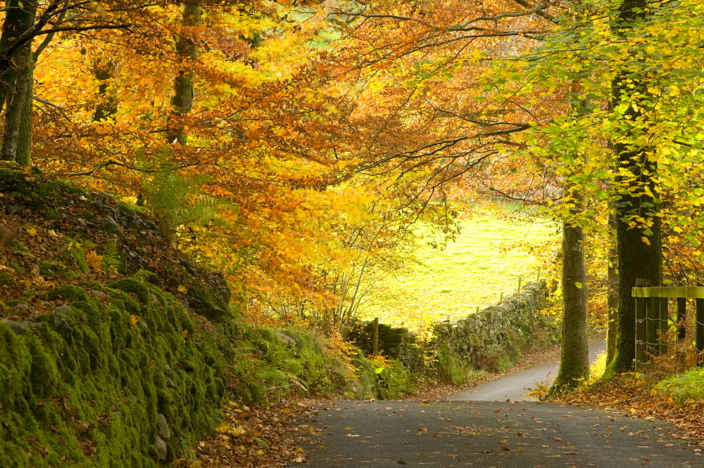 A country lane in autumn near Ambleside, Lake District, Cumbria, England, United Kingdom, Europe