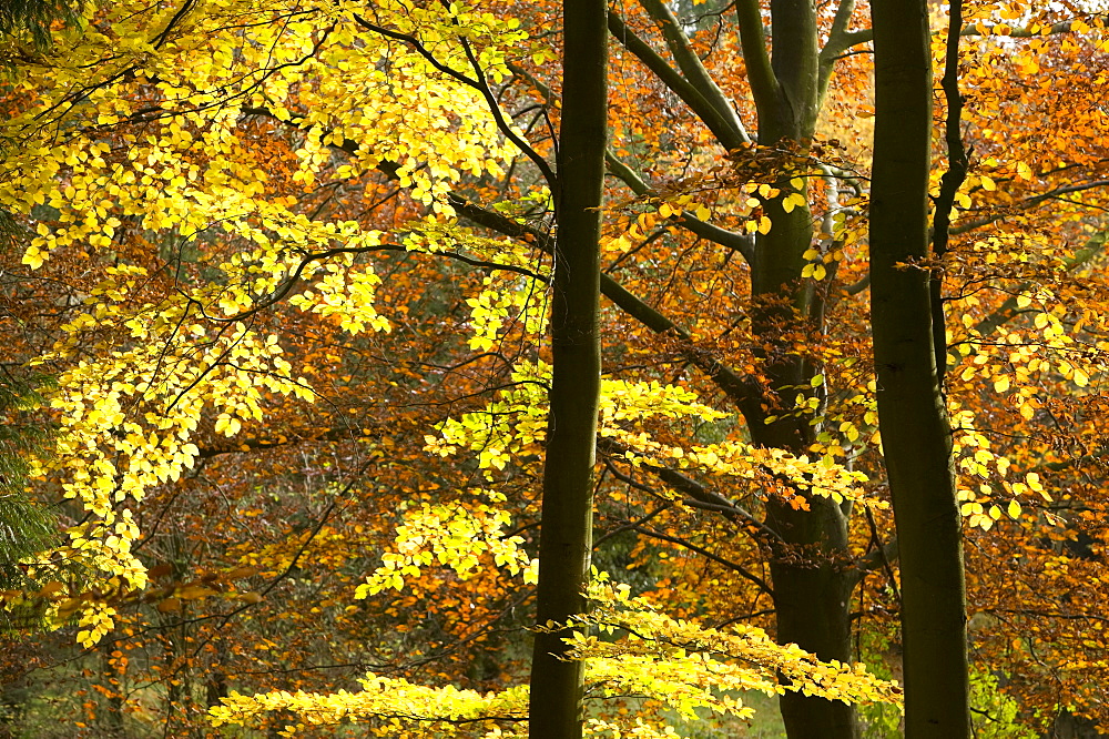 Beech trees in Autumn near Penrith, Cumbria, England, United Kingdom, Europe