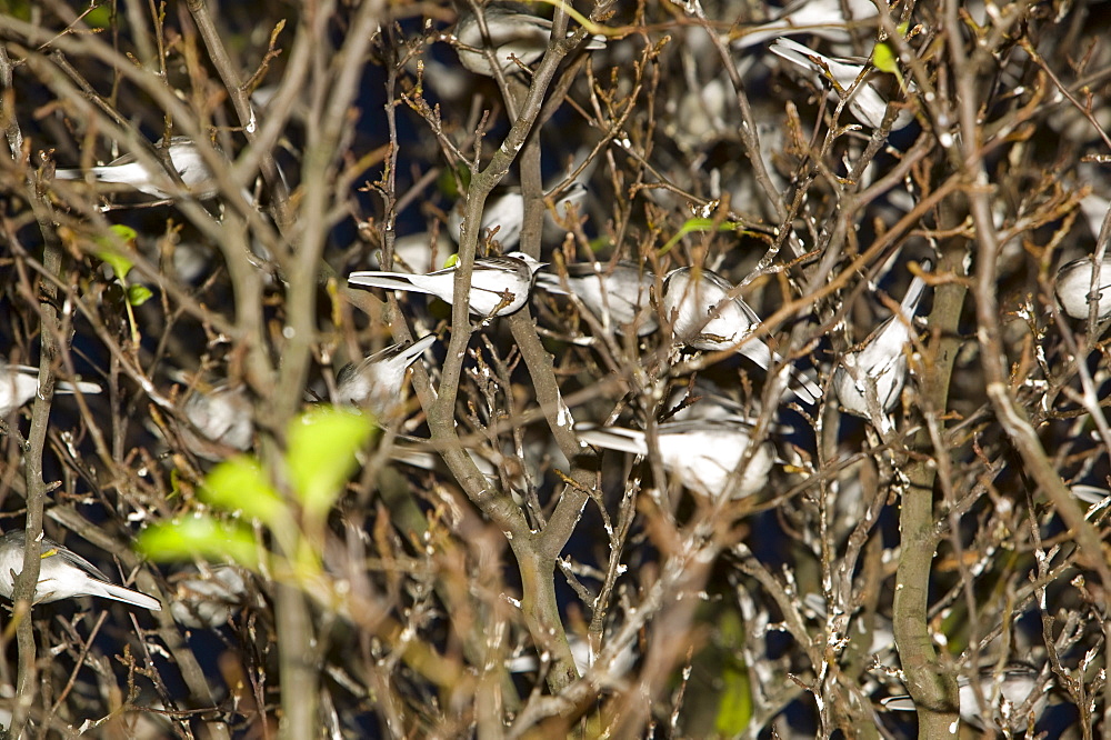 Pied wagtails roosting in a tree in Loughborough, Leicestershire, England, United Kingdom, Europe