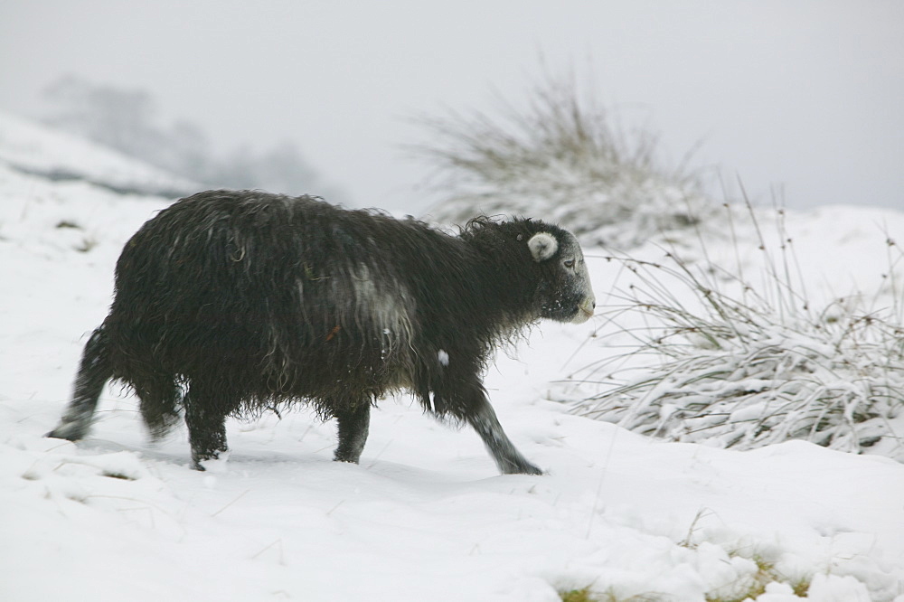 A Herdwick yearling in snow in Ambleside, Cumbria, England, United Kingdom, Europe