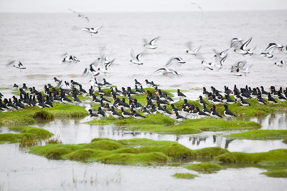 Oystercatchers roosting at high tide at Hest Bank, Morecambe Bay, Lancashire, England, United Kingdom, Europe