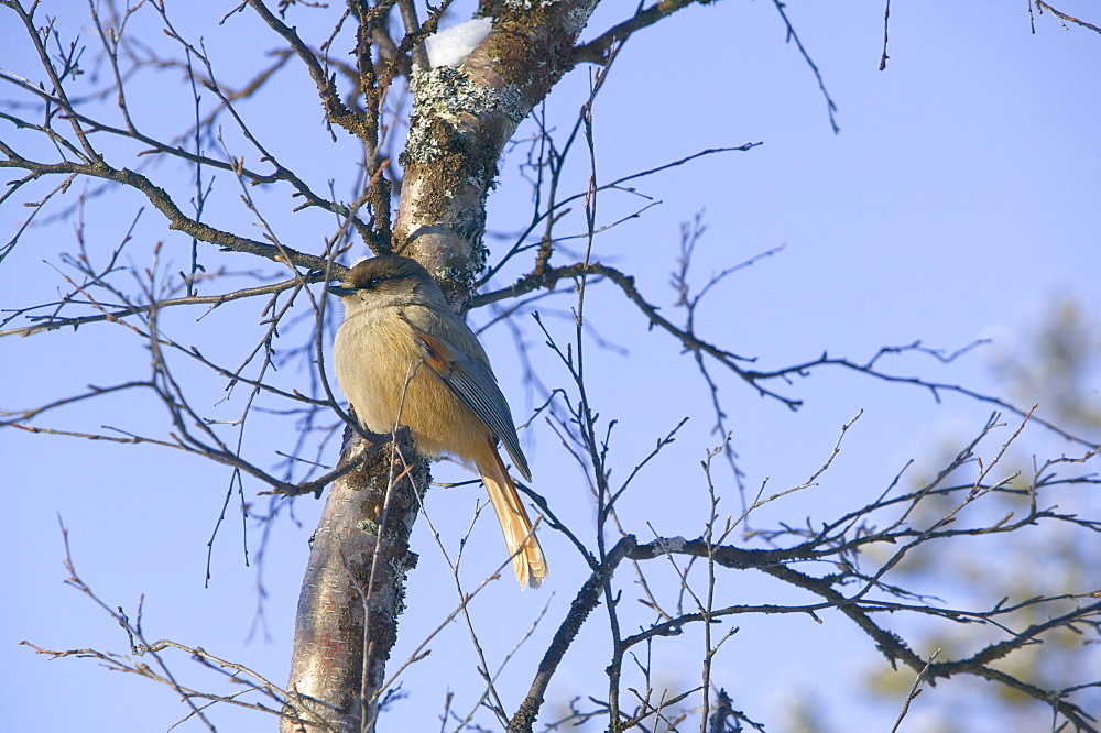 A Siberian jay in winter in Saariselka, Northern Finland, Finland, Scandinavia, Europe