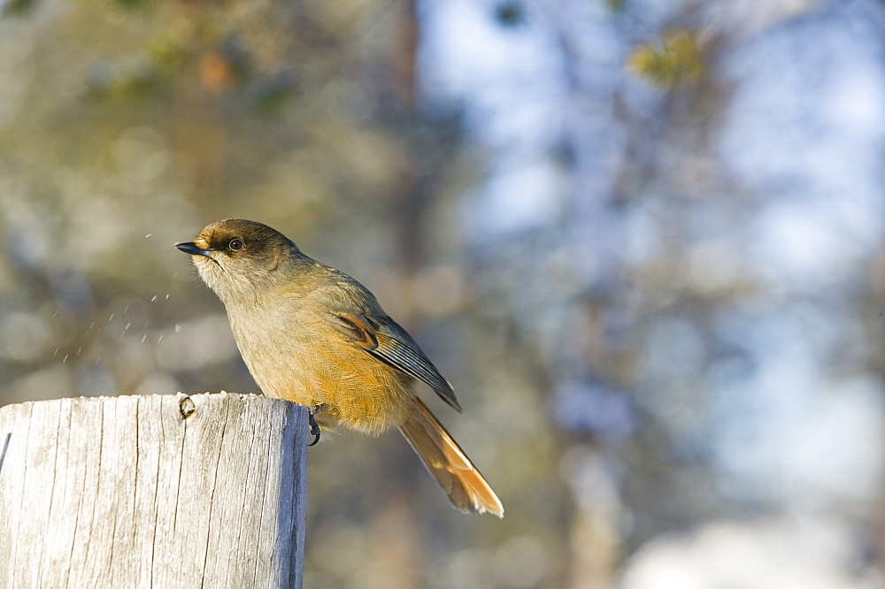 A Siberian jay in winter in Saariselka, Northern Finland, Finland, Scandinavia, Europe