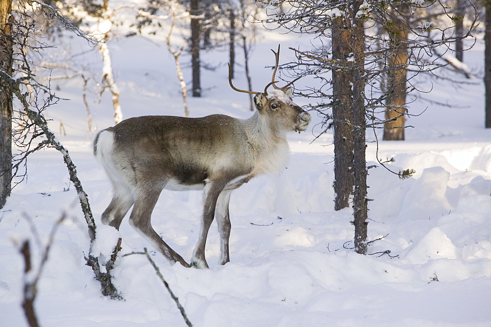 Reindeer foraging in Northern Finland in winter near Saariselka, Finland, Scandinavia, Europe