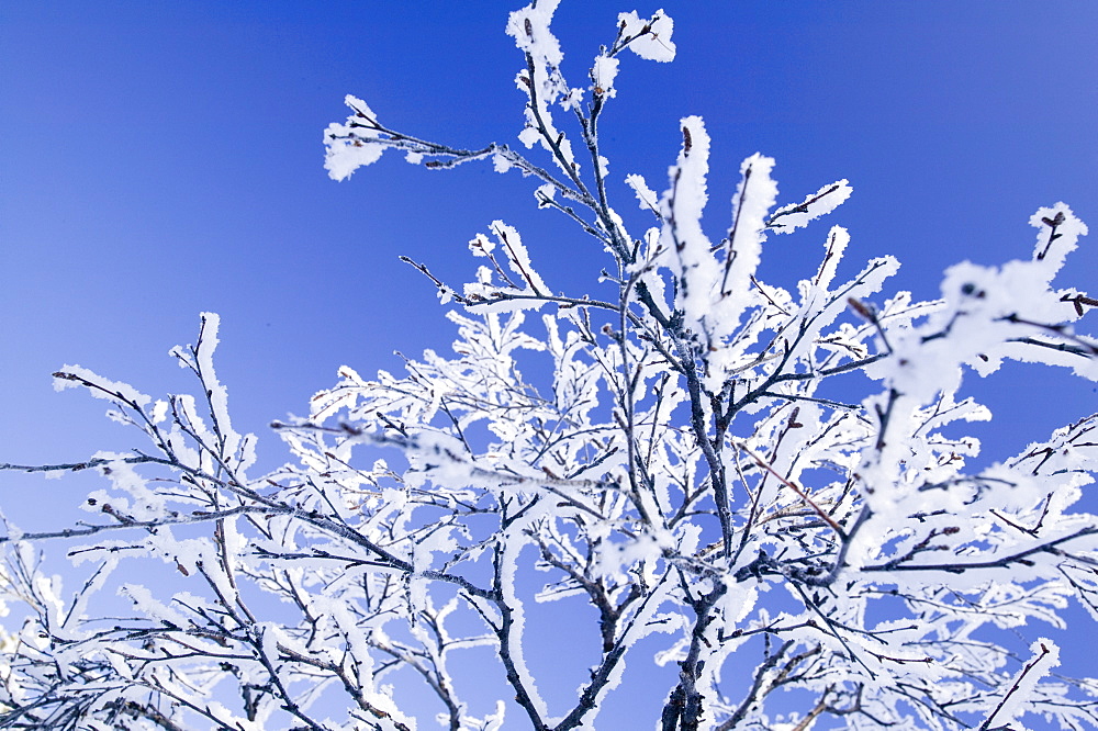 Snow-covered tree in the Urho Kehkkosen National Park near Saariselka, Northern Finland, Finland, Scandinavia, Europe