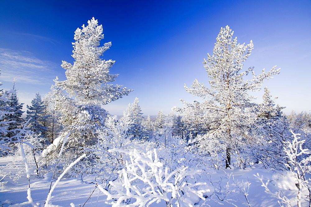 Woodland in the Urho Kehkkosen National Park near Saariselka, Northern Finland, Finland, Scandinavia, Europe