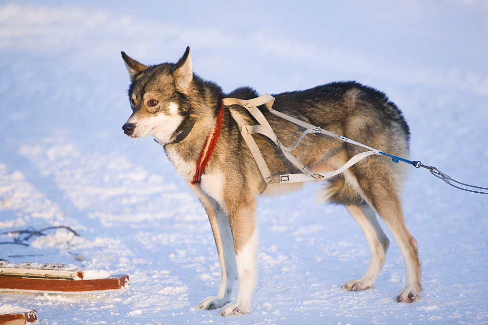 Sled dogs in Saariselka in northern Finland, Scandinavia, Europe