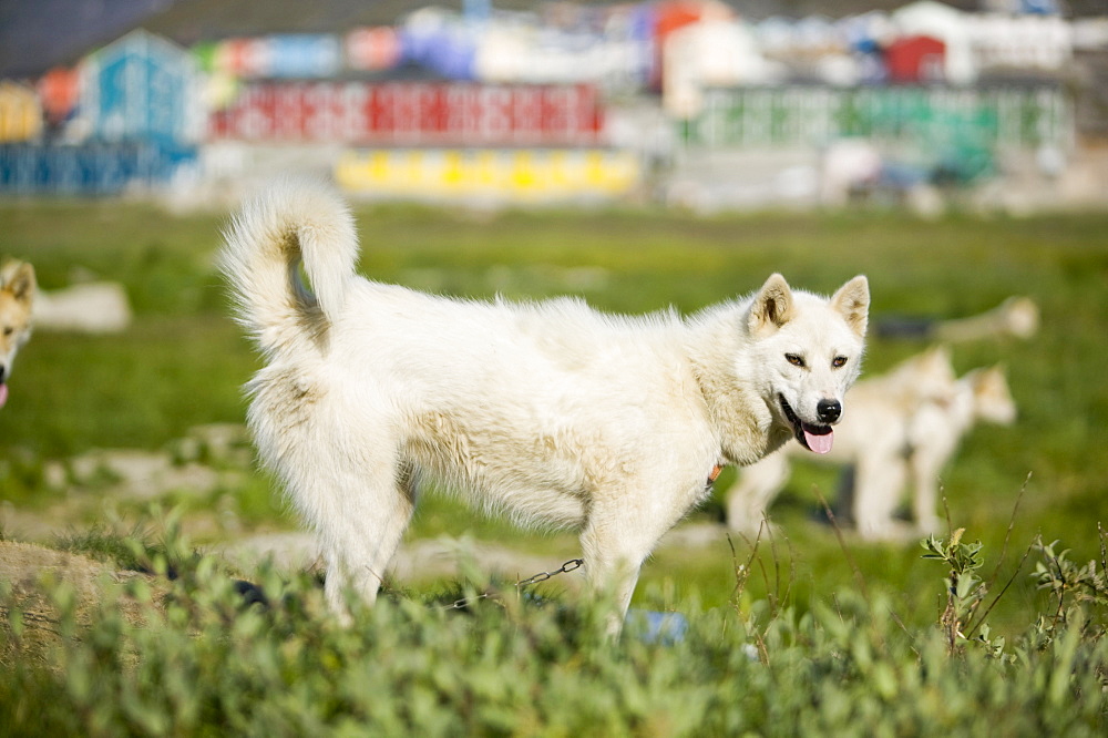 Inuit sled dog husky, Ilulissat, Greenland, Polar Regions