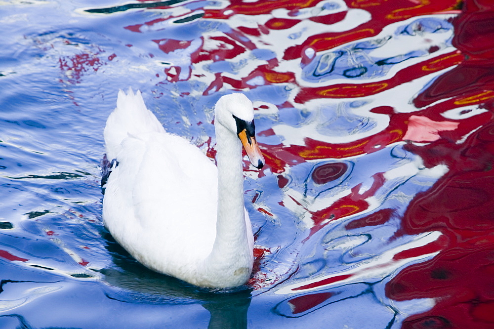 A mute swan swimming through colours of a fishing boat reflected in Oban harbour, Scotland, United Kingdom, Europe