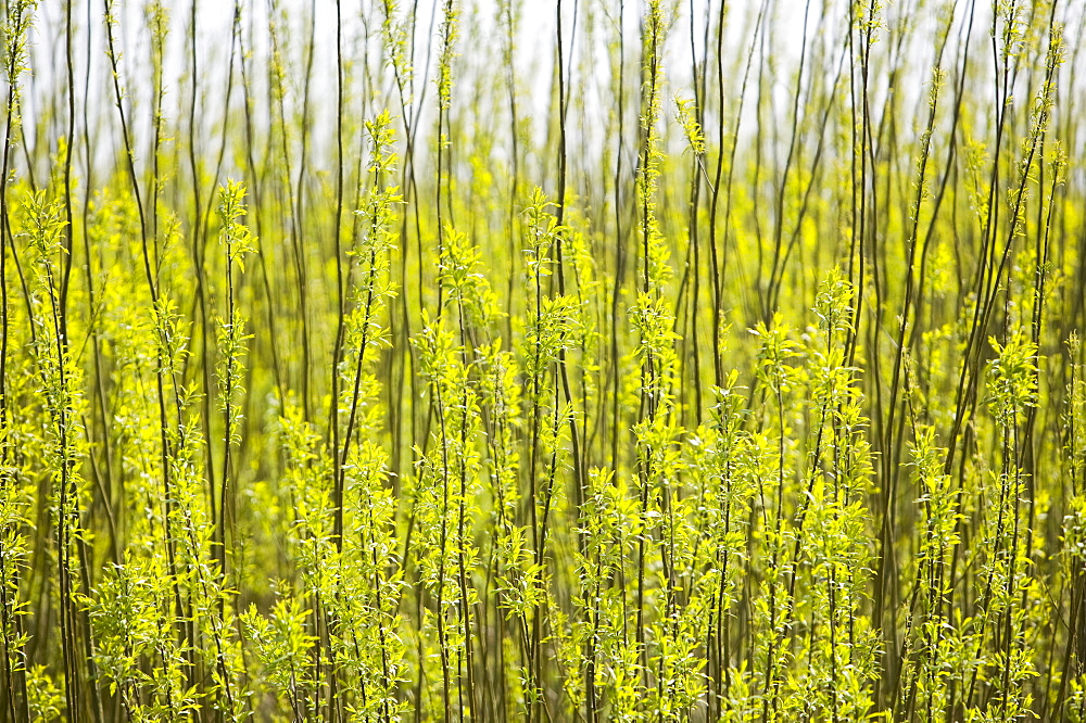 Eon' s biofuel power station surrounded by willow trees planted as a biofuel crop, Lockerbie, Scotland, United Kingdom, Europe