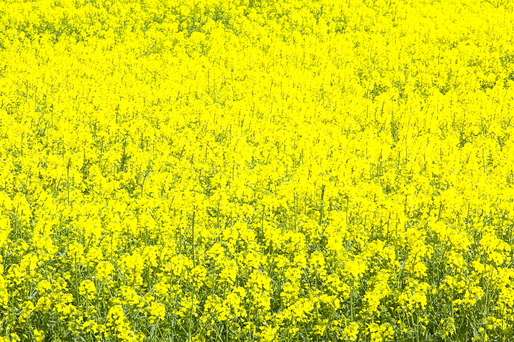 Oilseed rape growing in a field in Cheshire, England, United Kingdom, Europe