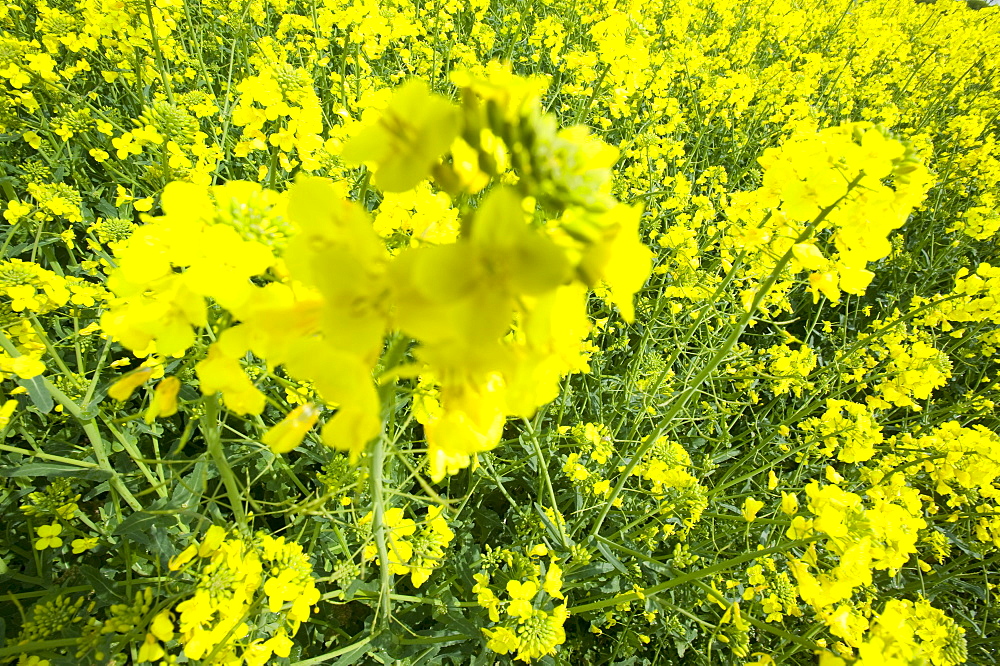 Oilseed rape growing in a field in Cheshire, England, United Kingdom, Europe