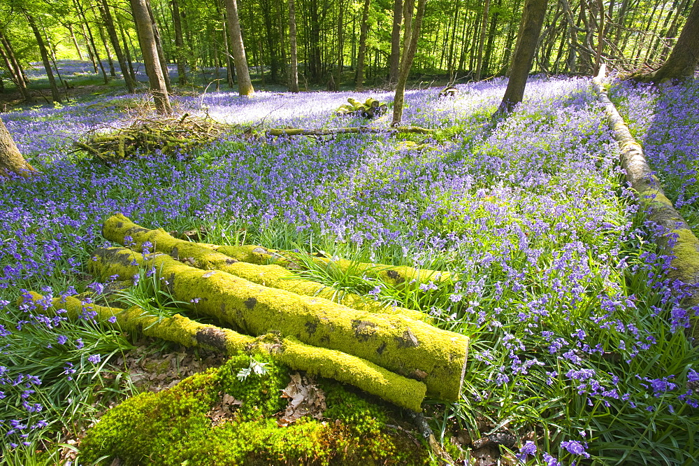 Bluebells in spring woodland, Ambleside, Cumbria, England, United Kingdom, Europe